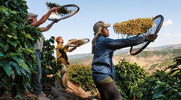 ¡Tierra! India: Ny, bæredygtig kaffe skabt af monsunvindene