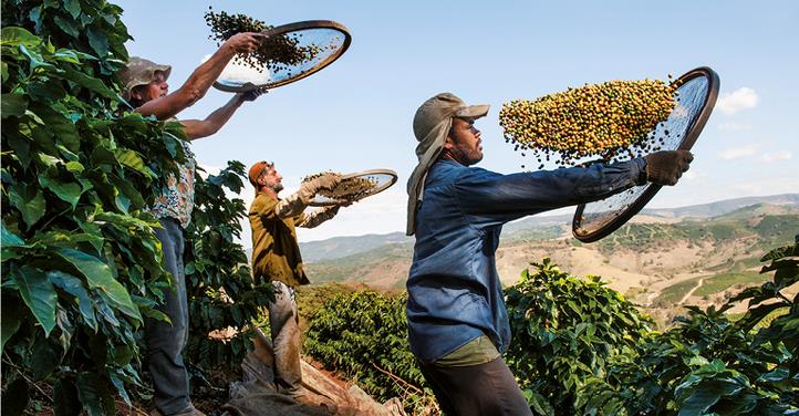 ¡Tierra! India: Ny, bæredygtig kaffe skabt af monsunvindene